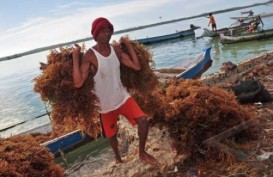 Industri Pengolahan Rumput Laut Kekurangan Bahan Baku